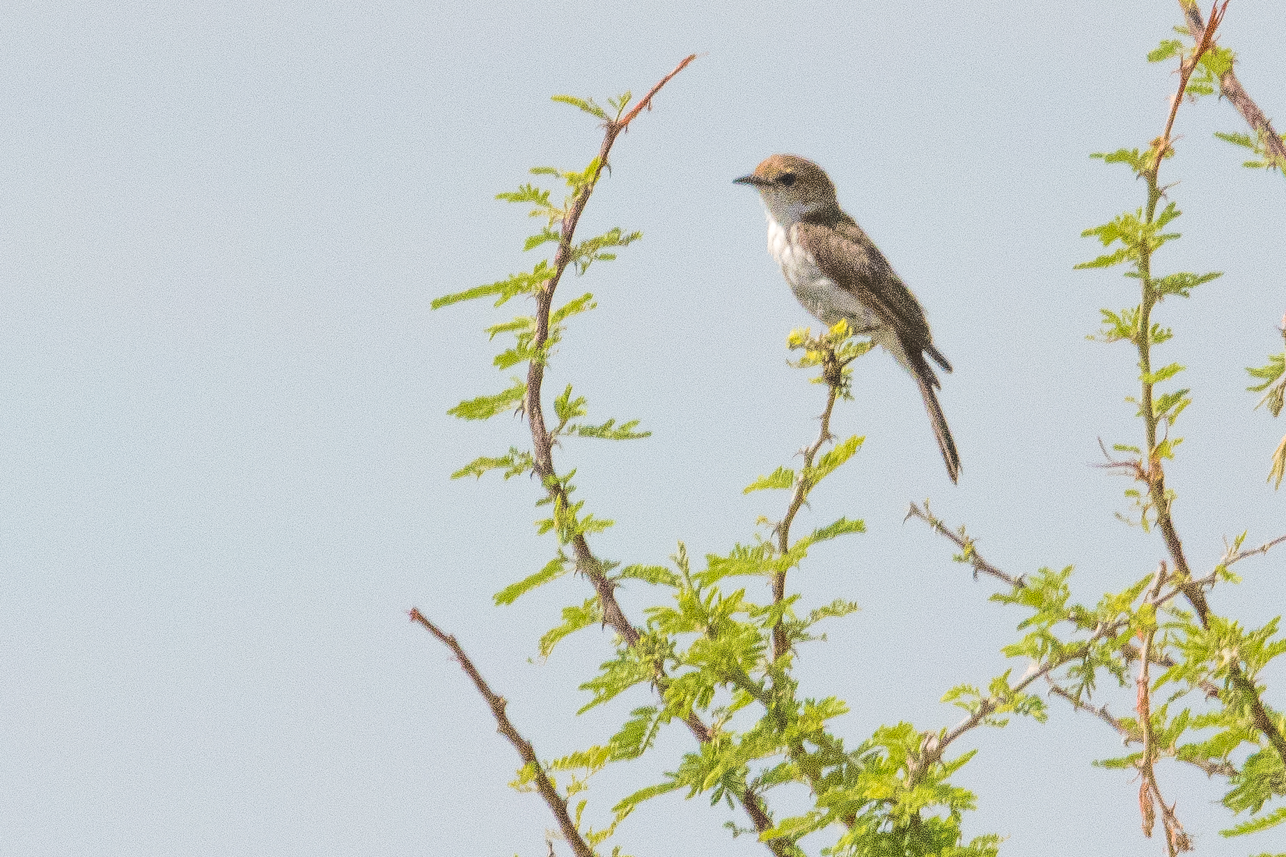 Gobemouche du Marico adulte (Marico flycatcher, Malaenornis mariquensis), Namutoni, Parc National d'Etosha, Namibie.